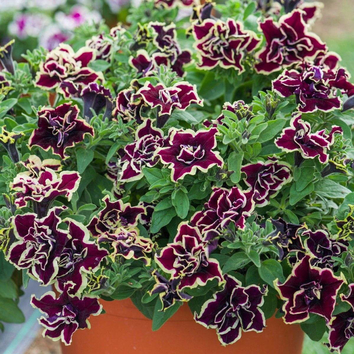 Tumbelina Superstar Kokulu Katmerli Sarkıcı Petunya Çiçeği Fidesi (1 Fide)