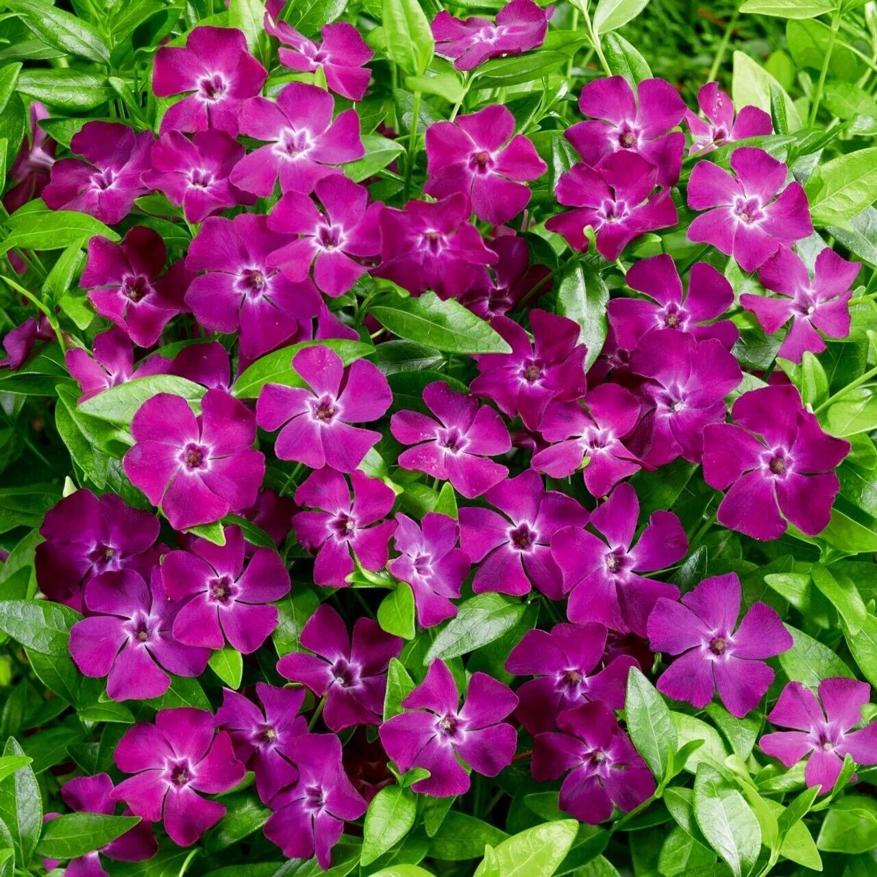 Verino Daima Yeşil Soğuklara Karşı Dayanıklı Vinca Minor Çiçeği Fidesi (1 Fide)