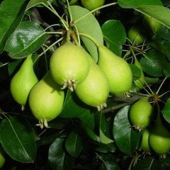 Tüplü Tam Bodur Akça Taza Küçük Armut Fidanı