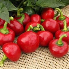 Geleneksel Acı Hot Cherry Tatlı Kiraz Biber Tohumu (50 tohum)