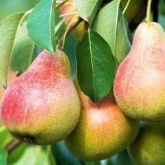 Tüplü Tam Bodur Erkenci Etruşka Armut Fidanı