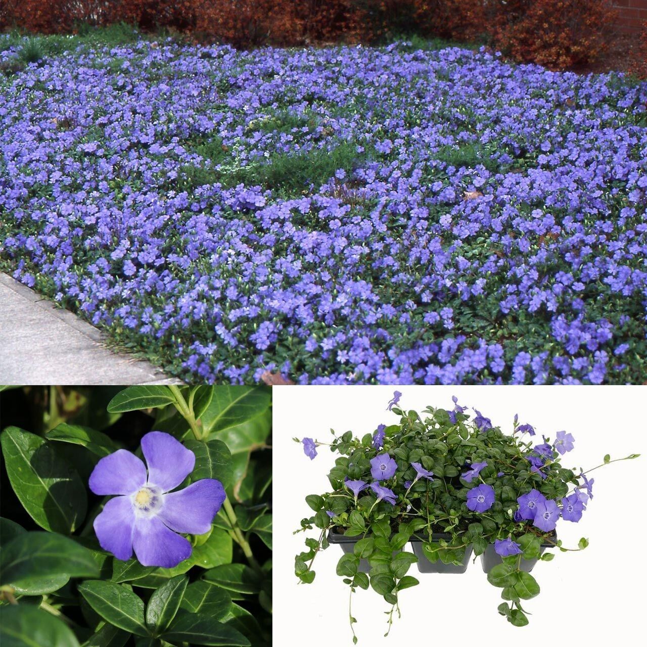 Hawai Daima Yeşil Soğuklara Karşı Dayanıklı Vinca Minor Çiçeği Fidesi (1 Fide)