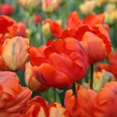 Tricolour Flower Power Lale Soğanı (5 adet)