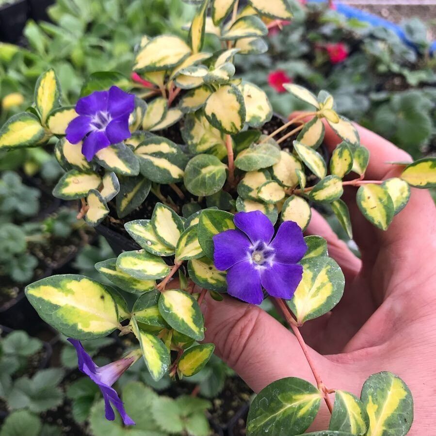 İmagine Daima Yeşil Soğuklara Karşı Dayanıklı Vinca Minor Çiçeği Fidesi (1 Fide)