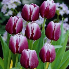 Tulip Arabian Mystery Lale Soğanı (5 adet)