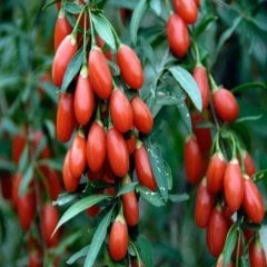 Goji Berry Kurt Üzümü Tohumu (1000 Tohum)