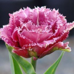 Pink Brest Fırfırlı Lale Soğanı (5 adet)