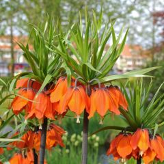 Turuncu Renkli Aurora Fritillaria Imperialis Ters Lale Soğanı (1 adet)Turuncu Orange Cassini Lale Soğanı (5 adet)