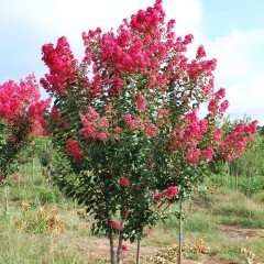 Tüplü Pembe Oya Ağacı Fidanı(30-60 cm)