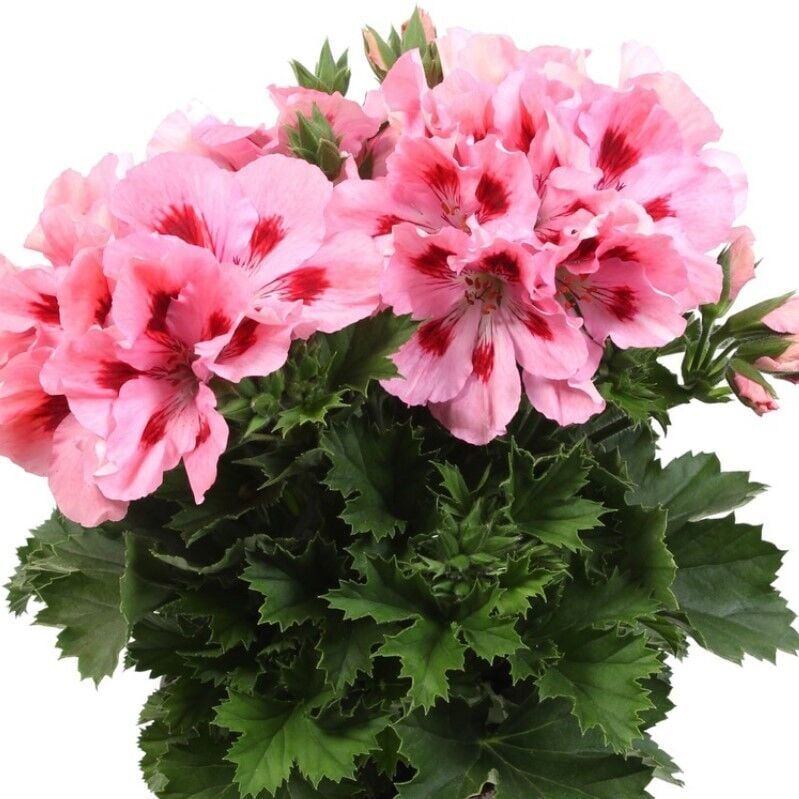 Pelargonium Grandiflorum Aristo Pink Sardunya Canan Çiçeği Fidesi (1 Fide)