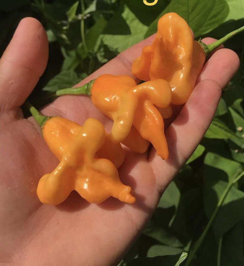 Turuncu Çan Biberi Bishops Crown Biber Tohumu (15 Tohum)