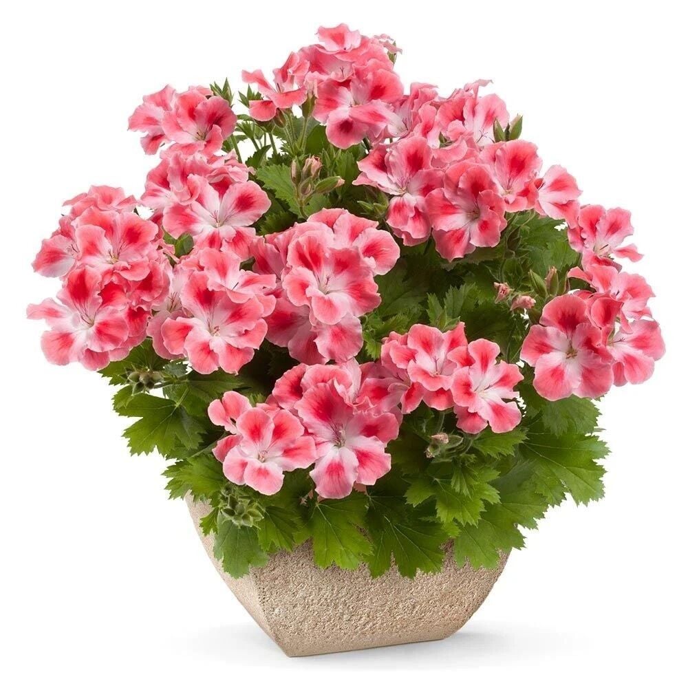 Özel Çeşit Pink White Clarion Canan Çiçeği Fidesi (1 Fide)