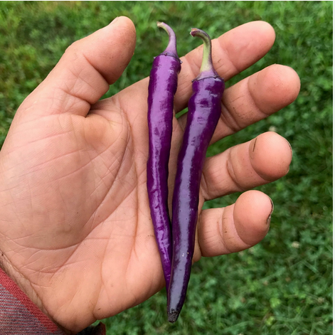 Long Hot Mor İnce Acı Biber Tohumu (15 Tohum)