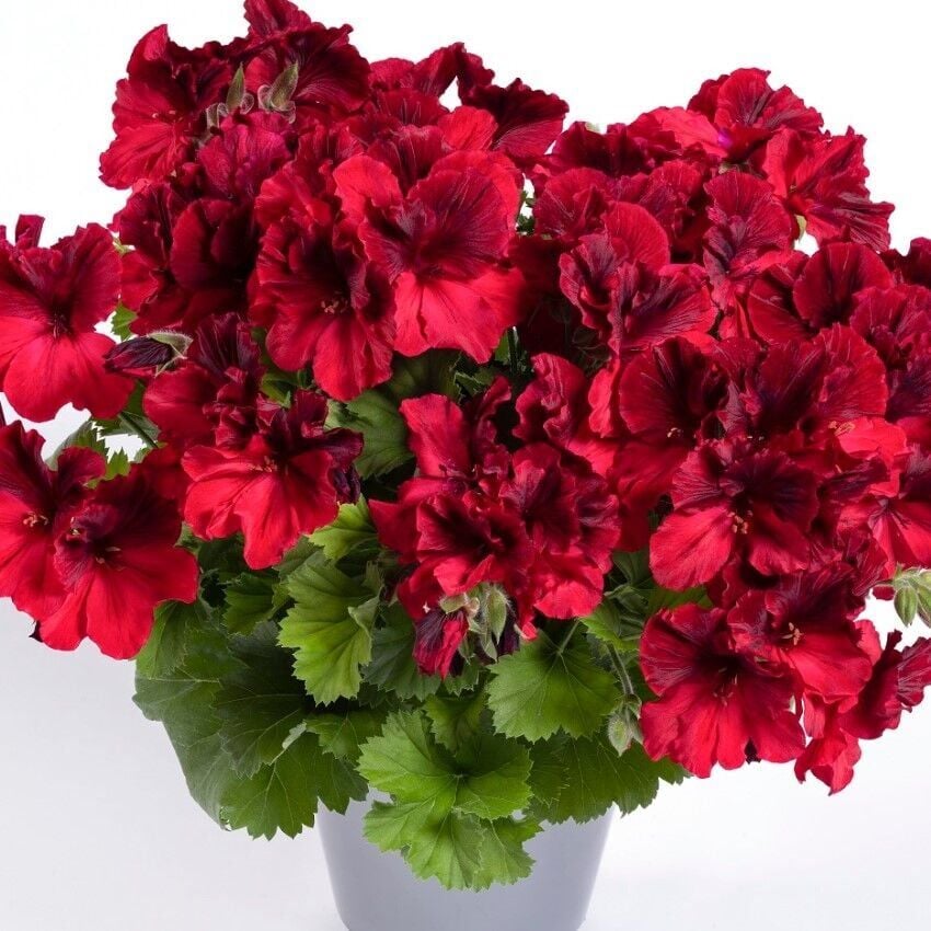 Aristo Deep Red Sardunya Canan Çiçeği Fidesi (1 Fide)