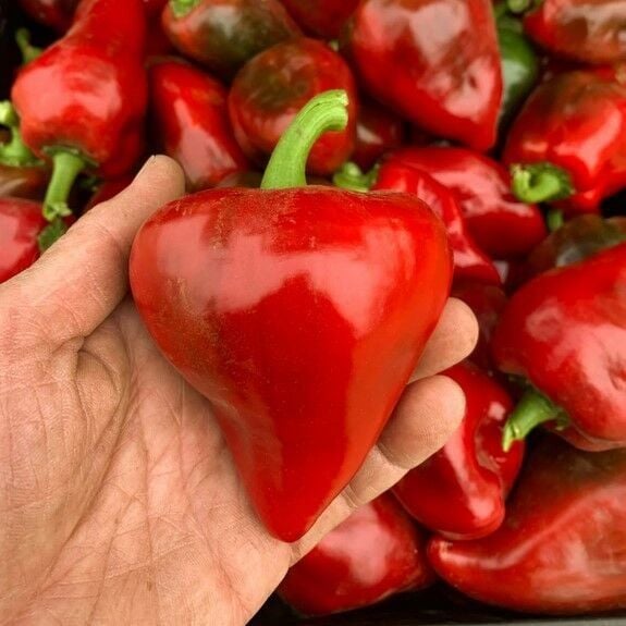 Ata Tohum Geleneksel Lesya Tatlı Biber Tohumu (15 Tohum)