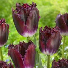 Purple Crystal Fırfırlı Lale Soğanı (5 adet)