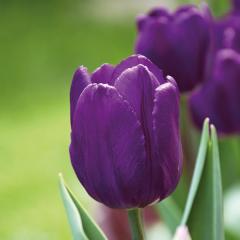 Purple Flag Koyu Mor Lale Soğanı (5 adet)