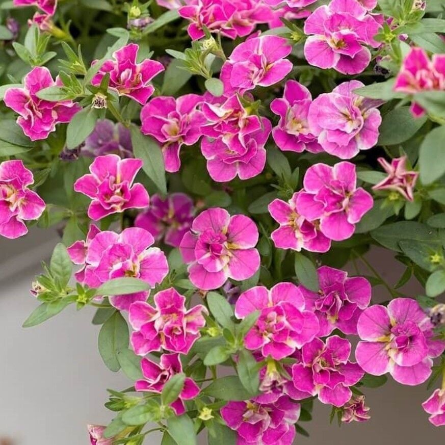 Calita Katmerli Double Pink Splash Petunya Çiçeği Fidesi (1 Fide)