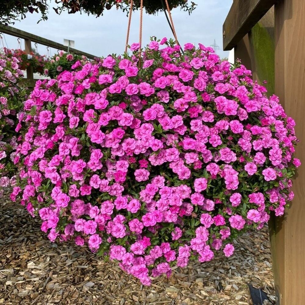Calita Katmerli Double Rosy Calibrochoa Çiçeği Fidesi (1 Fide)