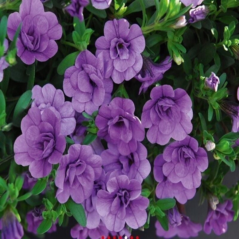 Calita Katmerli Double Sky Blue Calibrochoa Çiçeği Fidesi (1 Fide)