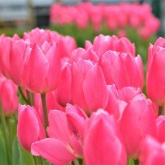 Don Quichotte Pembe Pink Lale Soğanı (5 adet)