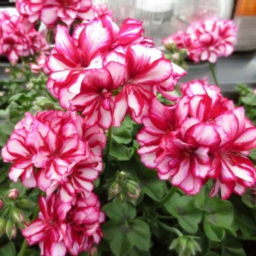 Ender Bitki Katmerli Sarkan Grandeur İvy Arctic Rose Sakız Sardunya Fidesi (1 Fide)