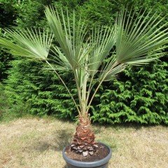 Tüplü Washingtonia Robusto Palmiye Ağacı Fidanı (100-150 cm)
