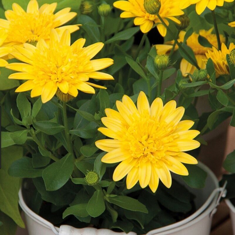 Çok Yıllık Erato Double Yellow Katmerli Bodrum Papatyası Çiçeği Fidesi (1 Fide)