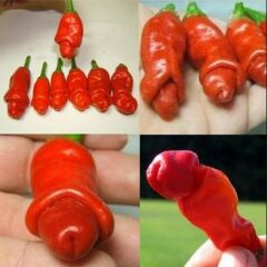 Gerçek Doğal Peter's Pepper (Biber) Tohumu (4 Tohum)