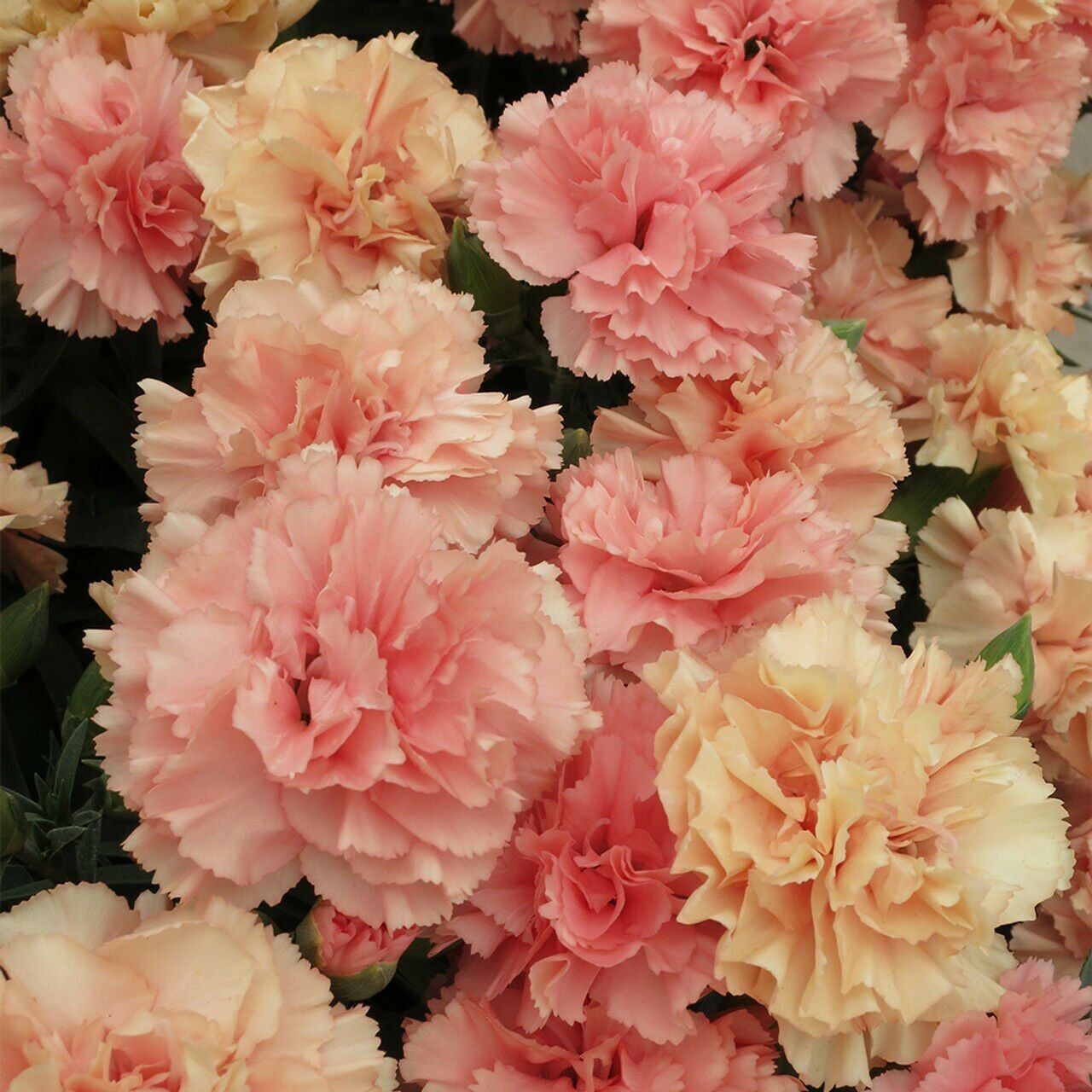 Ender Kokulu Sweet Pleasure L Apricot Karanfil Çiçeği Fidesi (1 Fide)