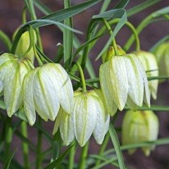 Özel Alba Fritillaria Beyaz Ters Lale Soğanı (1 adet)