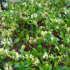 Tüplü Kokulu Sarılıcı Hanım Eli Fiadanı(Lonicera Caprifolium 10 adet)