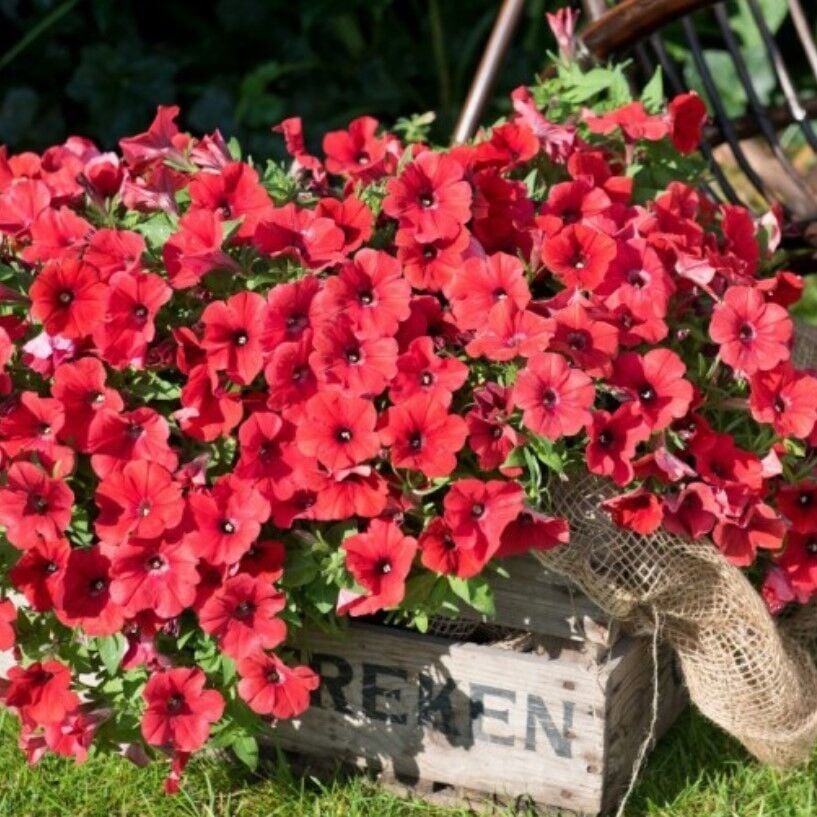 Büyük Çiçekli Sarkan Fortado Dark Red Petunya Çiçeği Fidesi (1 Fide)