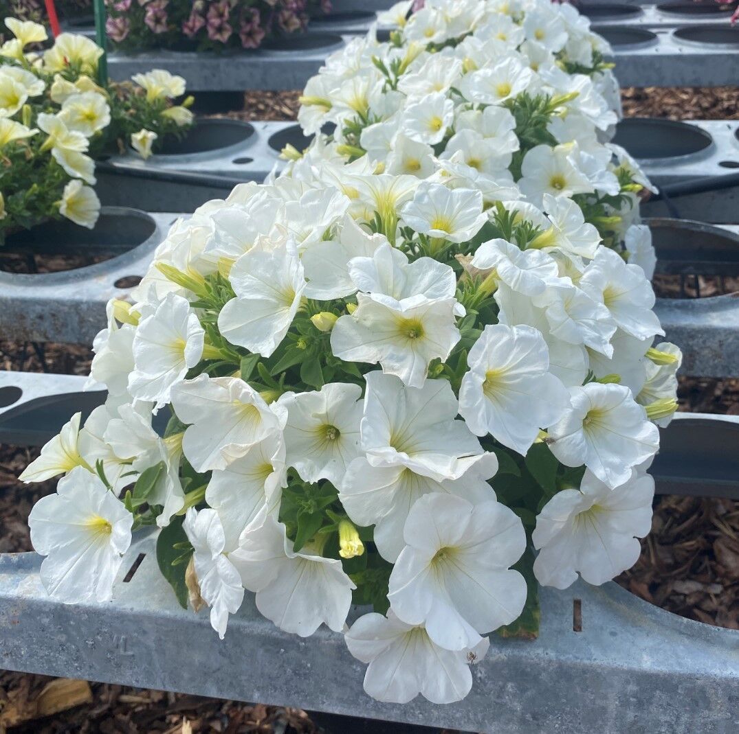 Büyük Çiçekli Sarkan Fortado White Petunya Çiçeği Fidesi (1 Fide)