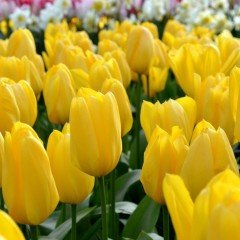 Sarı Golden Apeldoorn Lale Soğanı (5 adet)