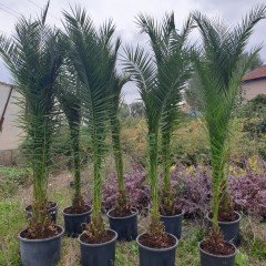 Phoenix Canariensis Hurma Palmiyesi Fidanı (150-200 cm)
