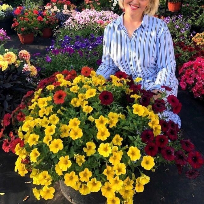 Sarkıcı BeautiCal Yellow Sun Petunya Çiçeği Fidesi (1 Fide)