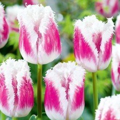 Tulipa Hawaii Fırfırlı Lale Soğanı (5 adet)