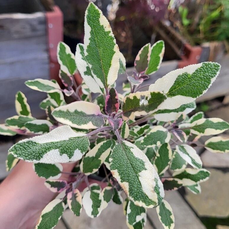 Mandala Tricolor Adaçayı Fidesi (2 Fide )