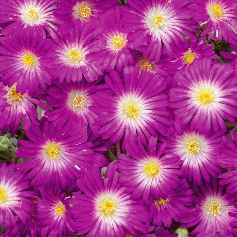 Yayılıcı Sarkıcı Delasporma Purple Buz Çiçeği Fidesi (2 Fide)