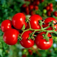 Ata Tohum Geleneksel Yarı Sırık Çeri Pinpon Domates Tohumu (20 tohum)