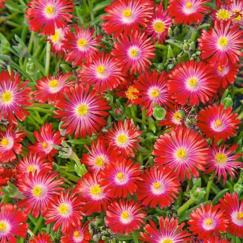 Yayılıcı Sarkıcı Delasporma Red Buz Çiçeği Fidesi (2 Fide)