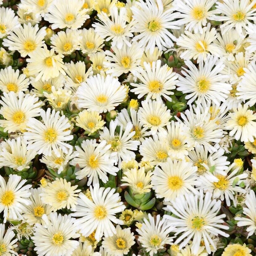 Yayılıcı Sarkıcı Delasporma İce Cream Buz Çiçeği Fidesi (2 Fide)