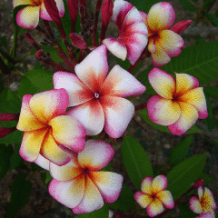 Tüplü Yoğun Kokulu Thumbalina Plumeria Fidanı(20-50 cm)