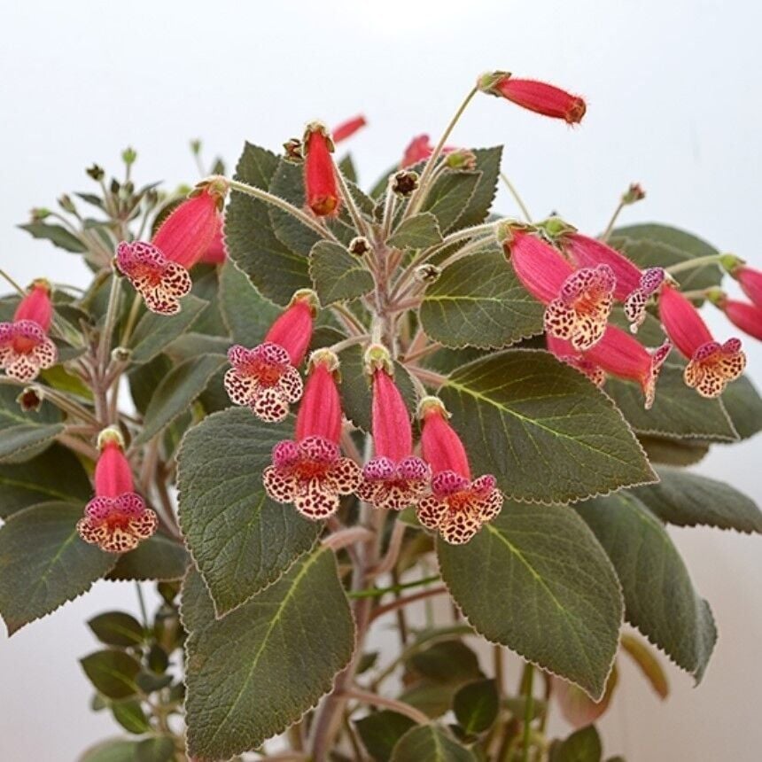 Koleksiyonluk Brimstone Kohleria Japon Küpelisi Çiçeği Fidesi (Mini Potta)