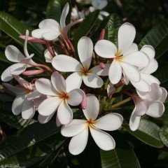 Tüplü Yoğun Kokulu Mini Beyaz Plumeria Fidanı(20-50 cm)
