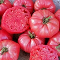 Ata Tohum Kahvaltılık Sofralık Ege Pembesi Domatesi Tohumu (20 tohum)