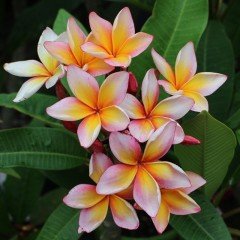 Tüplü Yoğun Kokulu Xanadu Plumeria Amerikan Fulu Fidanı(150-200cm)