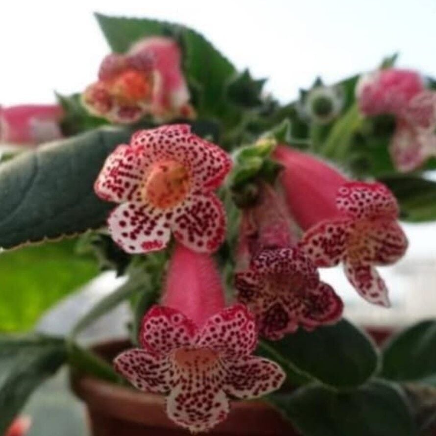 Koleksiyonluk Lys Freckles Beauty Kohleria Çiçeği Fidesii (Mini Potta)