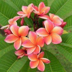 Tüplü Yoğun Kokulu Exotica Plumeria Amerikan Fulu Fidanı(150-200cm)